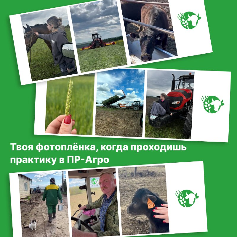 Коллаж из снимков практики Александры в ПР-Агро